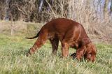 SETTER IRLANDAIS 318